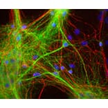 Immunofluorescence - Anti-MAP2 Antibody (A85297) - Antibodies.com