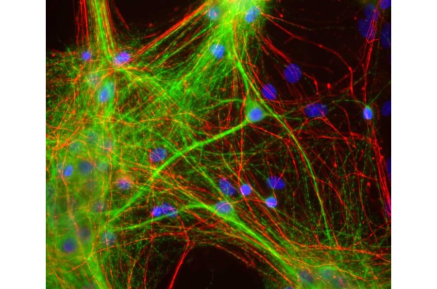 Immunofluorescence - Anti-MAP2 Antibody [4H5] (A85297) - Antibodies.com