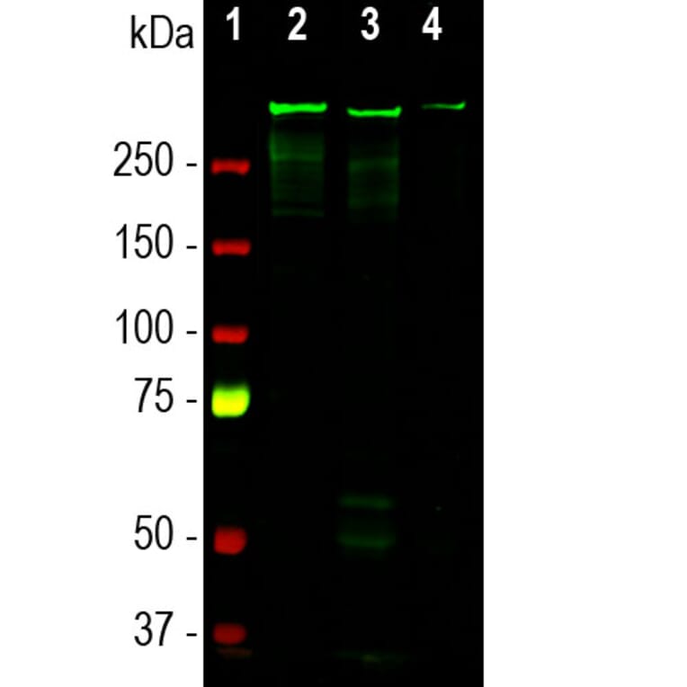 Western Blot - Anti-MAP2 Antibody [4H5] (A85297) - Antibodies.com