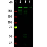 Western Blot - Anti-MAP2 Antibody [4H5] (A85297) - Antibodies.com