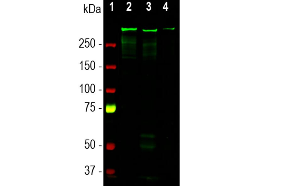 Western Blot - Anti-MAP2 Antibody [4H5] (A85297) - Antibodies.com