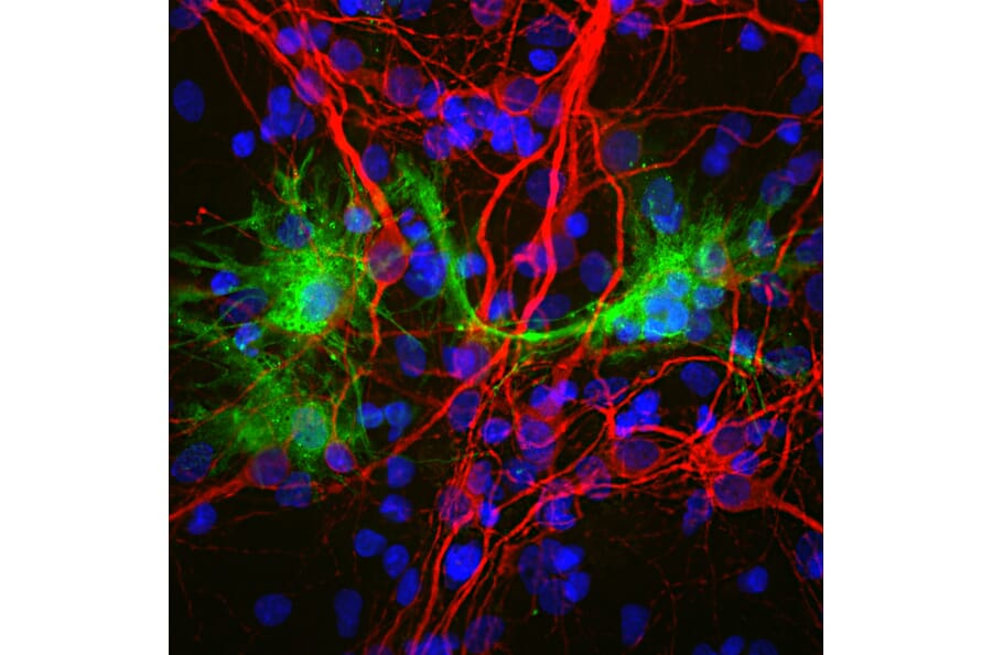 Immunofluorescence - Anti-MAP2 Antibody [4H5] (A85297) - Antibodies.com