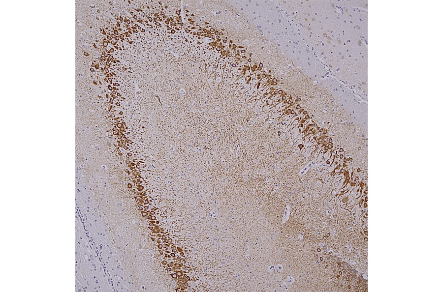 Immunohistochemistry - Anti-MAP2 Antibody [4H5] (A85297) - Antibodies.com