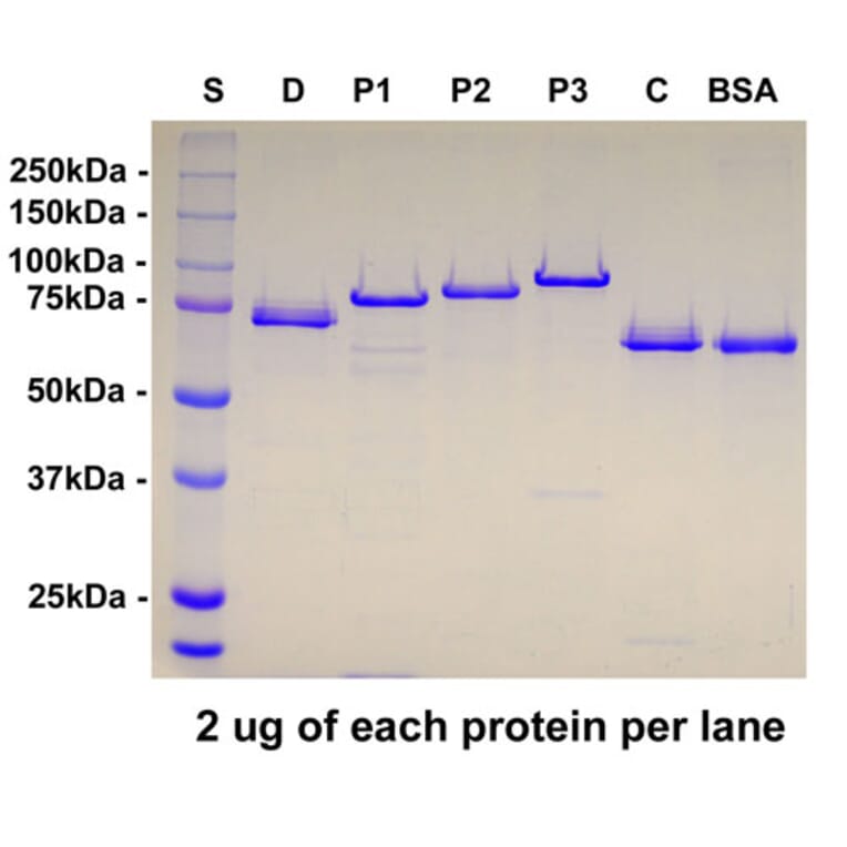 SDS-PAGE - Anti-MAP2 Antibody [4H5] (A85297) - Antibodies.com
