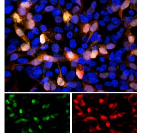 Immunofluorescence - Anti-GFP Antibody (A85298) - Antibodies.com