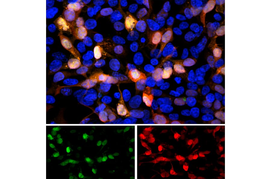 Immunofluorescence - Anti-GFP Antibody (A85298) - Antibodies.com