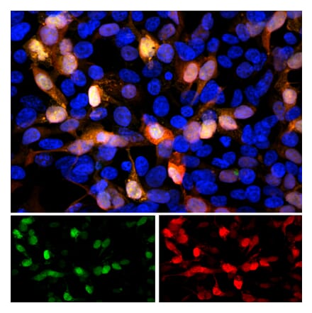 Immunofluorescence - Anti-GFP Antibody (A85298) - Antibodies.com