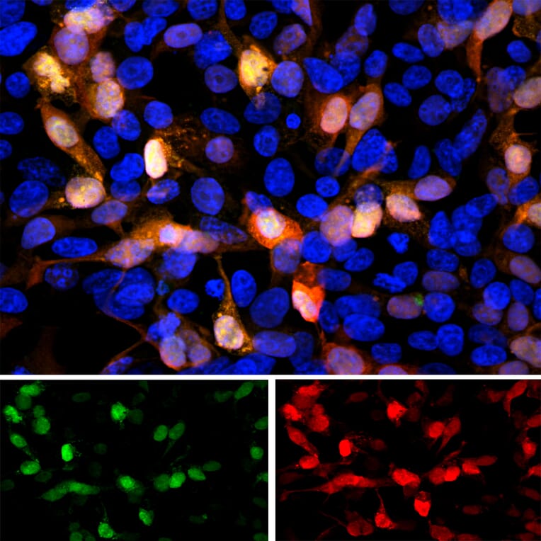 Immunofluorescence - Anti-GFP Antibody (A85298) - Antibodies.com