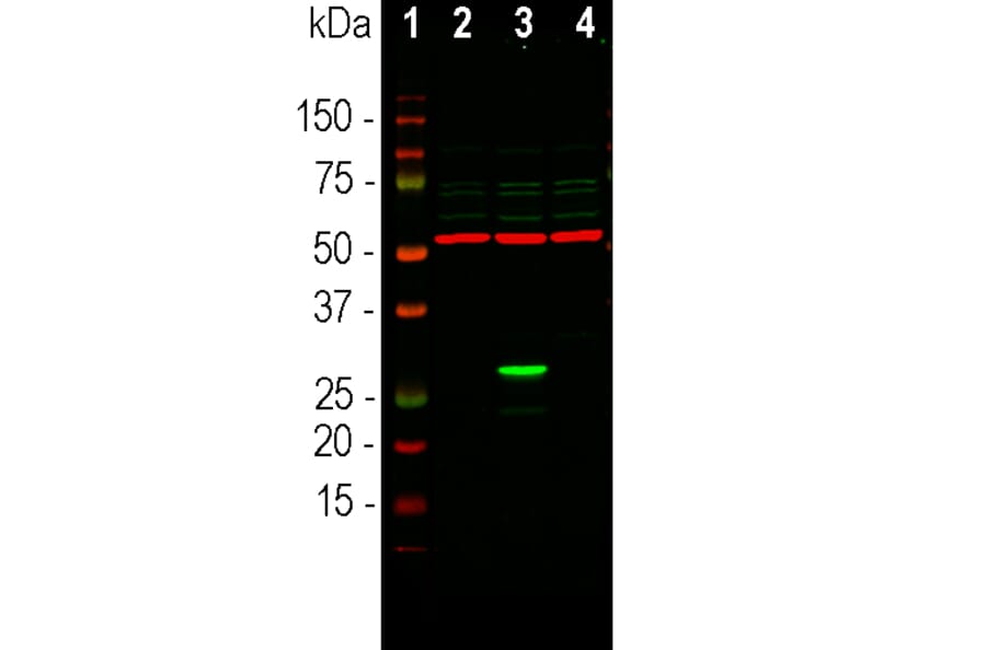 Western Blot - Anti-GFP Antibody (A85298) - Antibodies.com