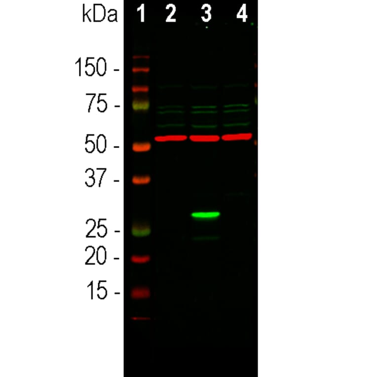 Western Blot - Anti-GFP Antibody (A85298) - Antibodies.com