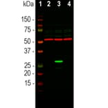 Western Blot - Anti-GFP Antibody (A85298) - Antibodies.com