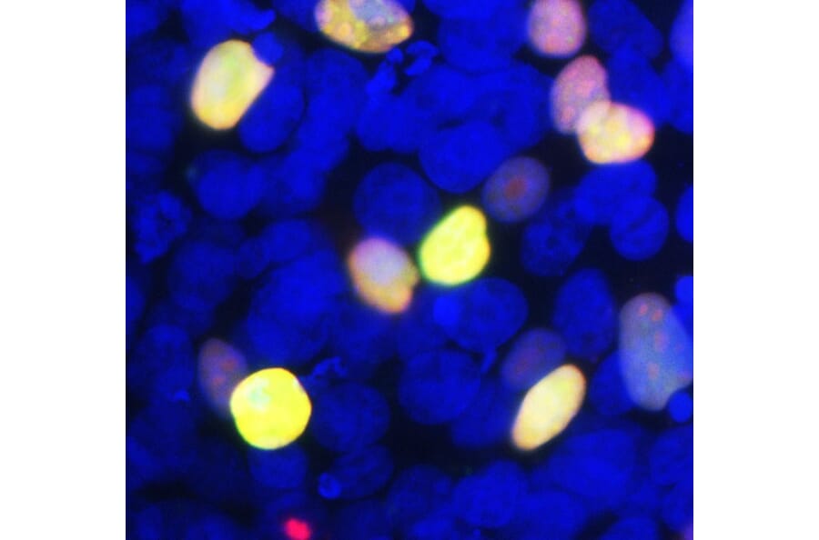 Immunofluorescence - Anti-GFP Antibody (A85298) - Antibodies.com