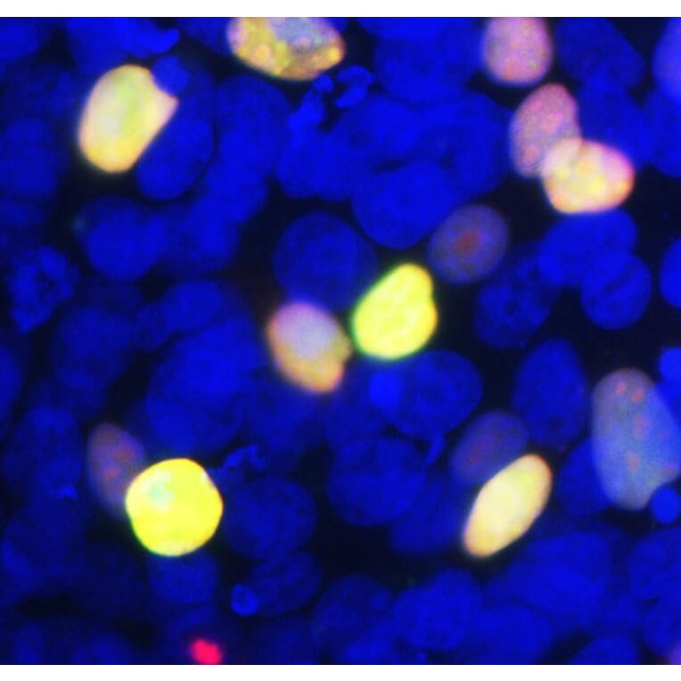 Immunofluorescence - Anti-GFP Antibody (A85298) - Antibodies.com