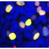 Immunofluorescence - Anti-GFP Antibody (A85298) - Antibodies.com