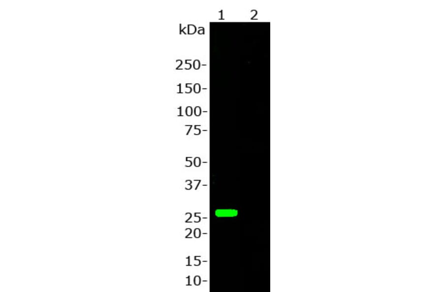 Western Blot - Anti-GFP Antibody (A85298) - Antibodies.com