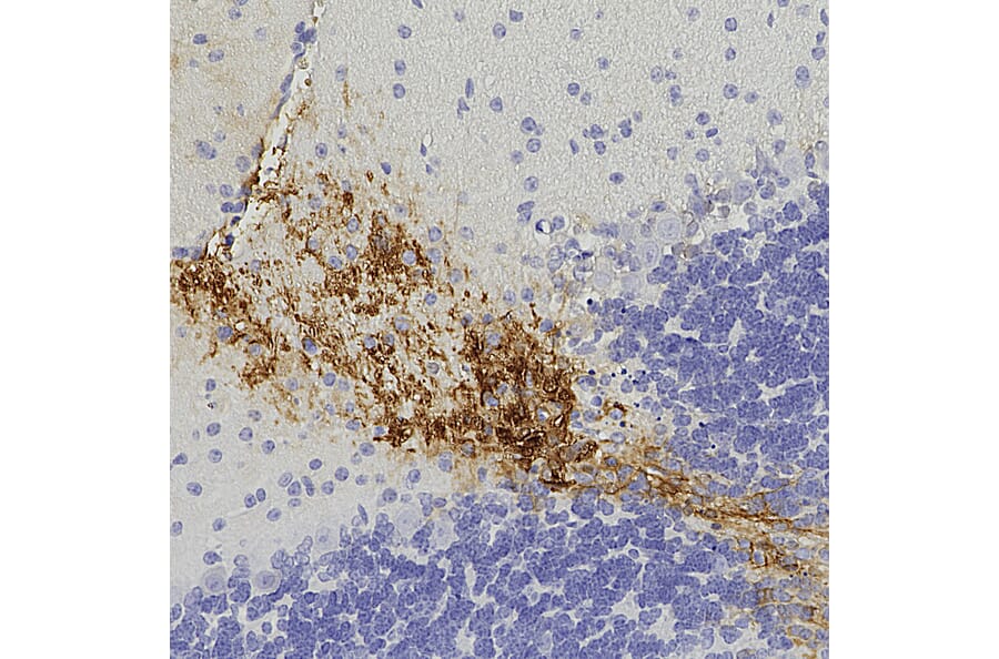 Immunohistochemistry - Anti-GFP Antibody (A85298) - Antibodies.com