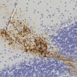 Immunohistochemistry - Anti-GFP Antibody (A85298) - Antibodies.com