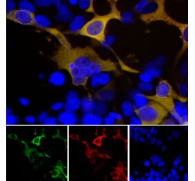 Immunofluorescence - Anti-GFP Antibody (A85300) - Antibodies.com