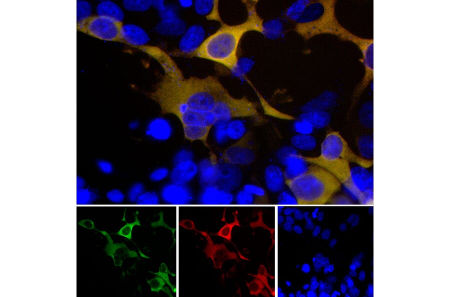 Immunofluorescence - Anti-GFP Antibody (A85300) - Antibodies.com
