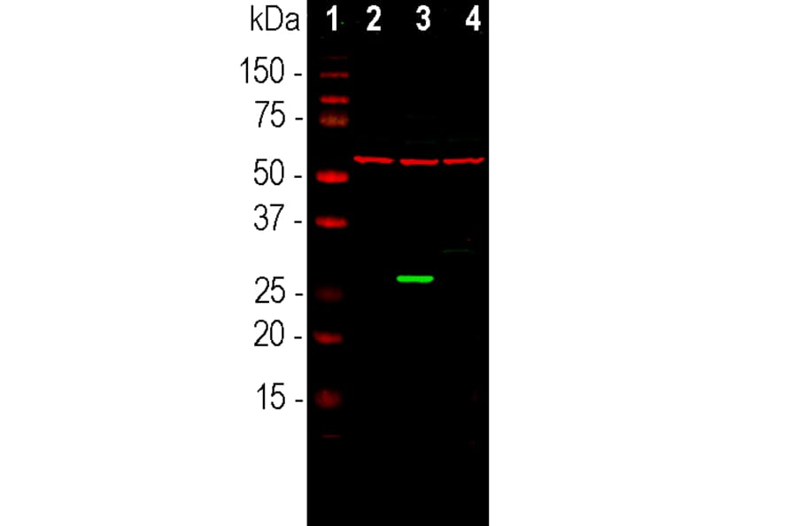 Western Blot - Anti-GFP Antibody (A85300) - Antibodies.com