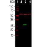 Western Blot - Anti-GFP Antibody (A85300) - Antibodies.com