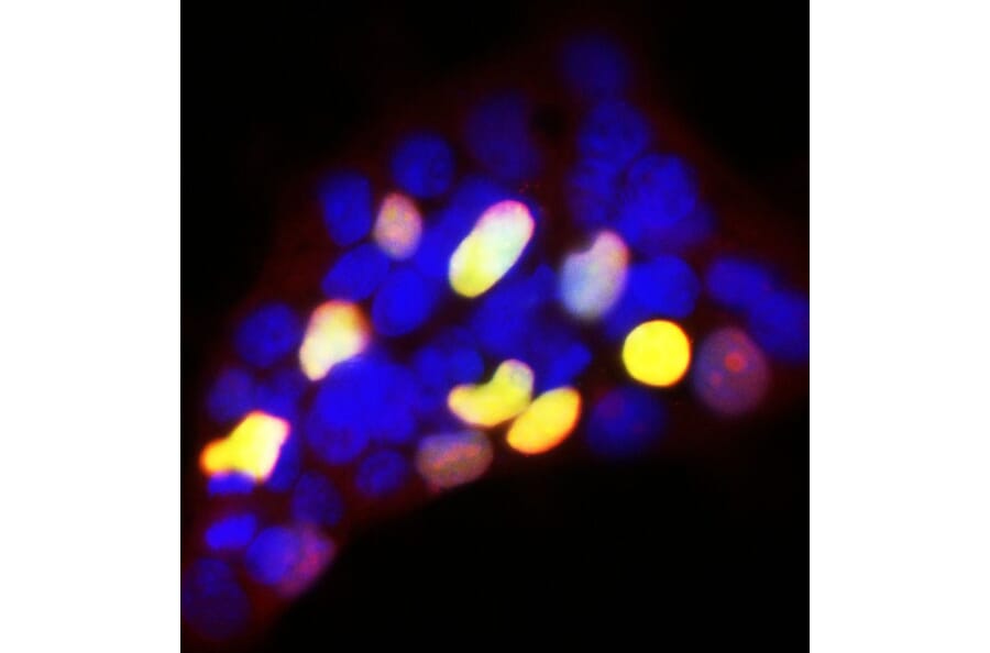 Immunofluorescence - Anti-GFP Antibody (A85300) - Antibodies.com