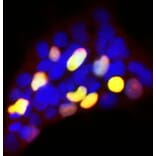 Immunofluorescence - Anti-GFP Antibody (A85300) - Antibodies.com
