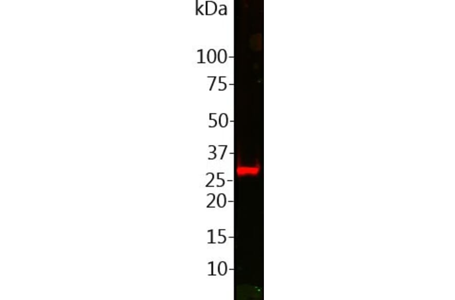 Western Blot - Anti-GFP Antibody (A85300) - Antibodies.com
