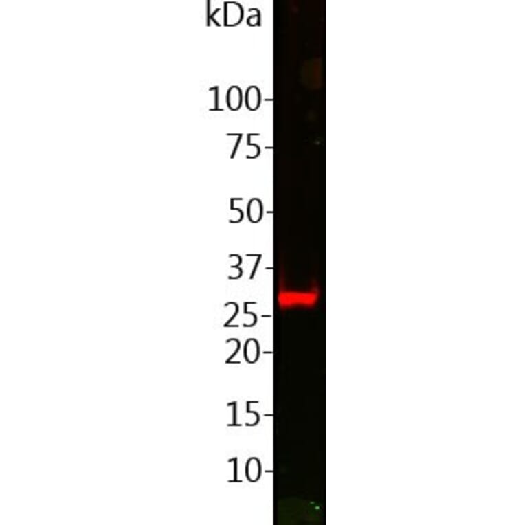 Western Blot - Anti-GFP Antibody (A85300) - Antibodies.com