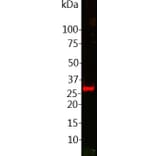 Western Blot - Anti-GFP Antibody (A85300) - Antibodies.com