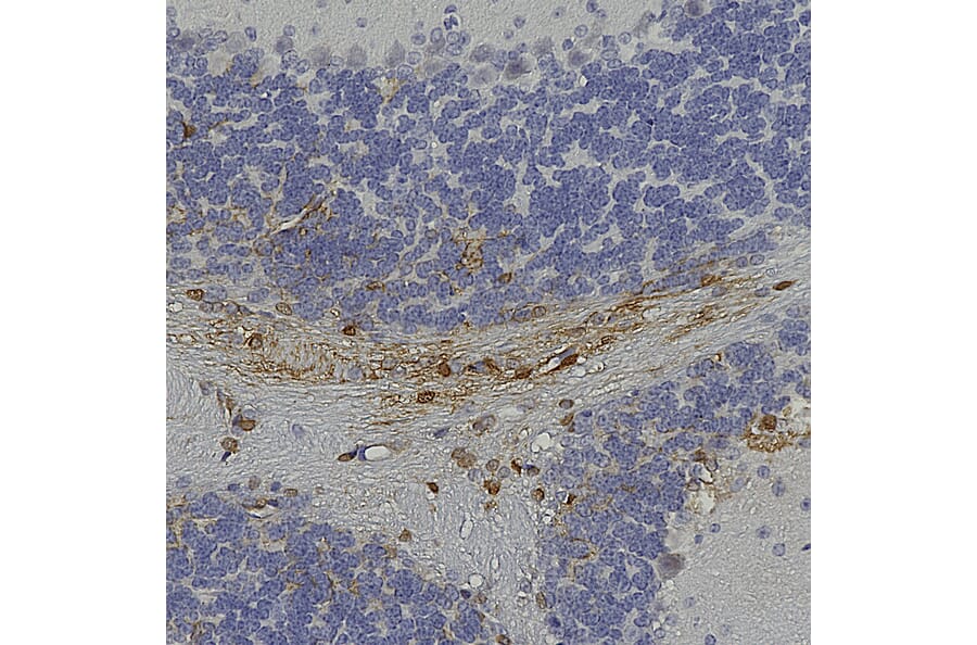 Immunohistochemistry - Anti-GFP Antibody (A85300) - Antibodies.com