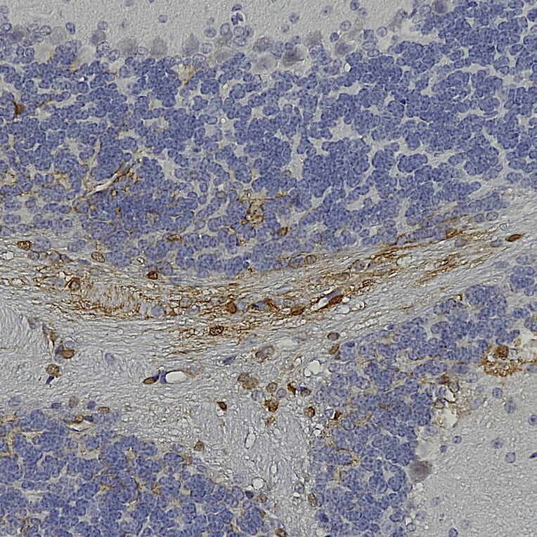 Immunohistochemistry - Anti-GFP Antibody (A85300) - Antibodies.com