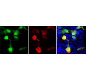Immunofluorescence - Anti-GFP Antibody (A85301) - Antibodies.com