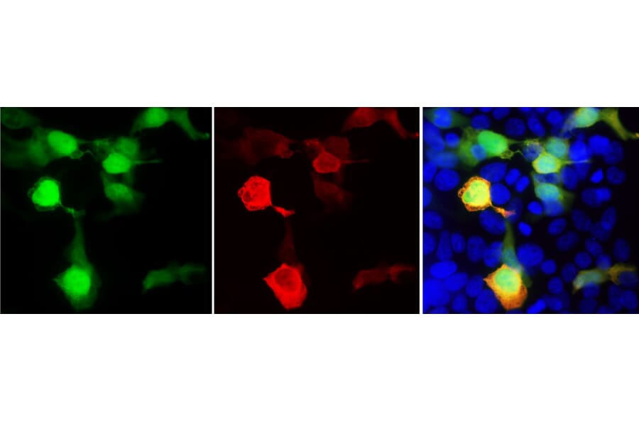 Immunofluorescence - Anti-GFP Antibody (A85301) - Antibodies.com