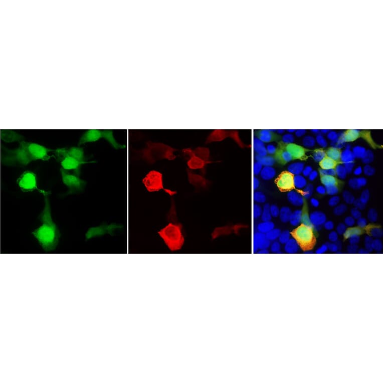 Immunofluorescence - Anti-GFP Antibody (A85301) - Antibodies.com