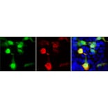 Immunofluorescence - Anti-GFP Antibody (A85301) - Antibodies.com