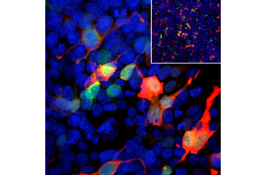 Immunofluorescence - Anti-GFP Antibody [1F1] (A85301) - Antibodies.com