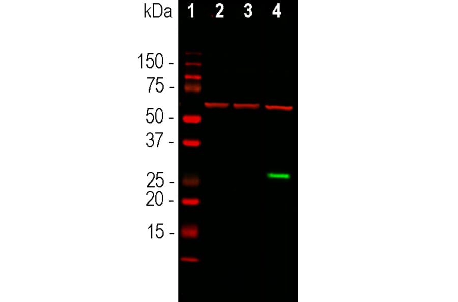 Western Blot - Anti-GFP Antibody [1F1] (A85301) - Antibodies.com
