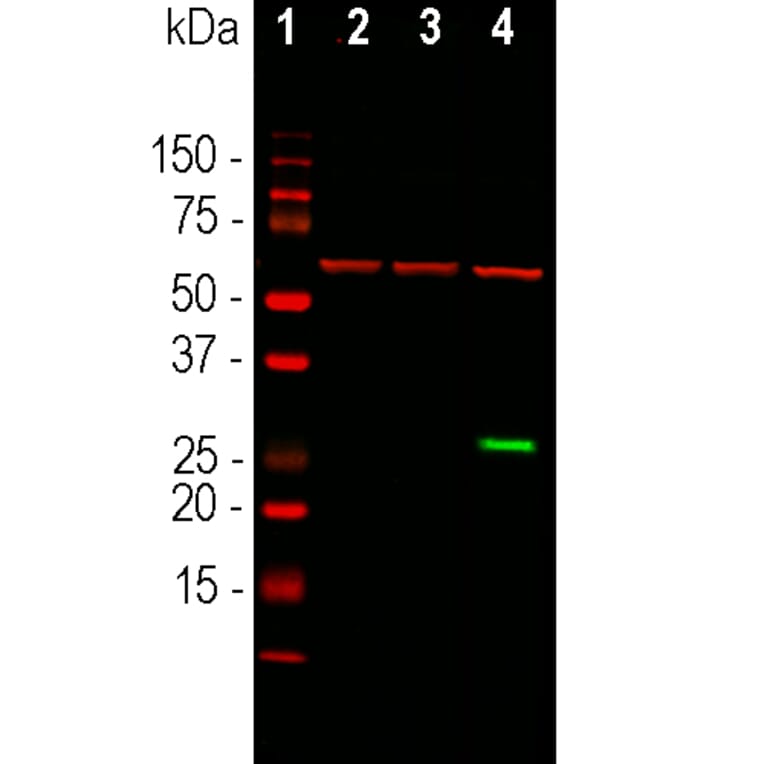 Western Blot - Anti-GFP Antibody [1F1] (A85301) - Antibodies.com