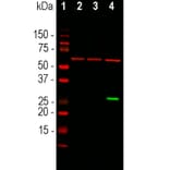 Western Blot - Anti-GFP Antibody [1F1] (A85301) - Antibodies.com