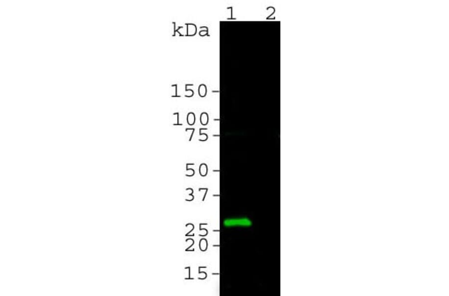 Western Blot - Anti-GFP Antibody (A85301) - Antibodies.com