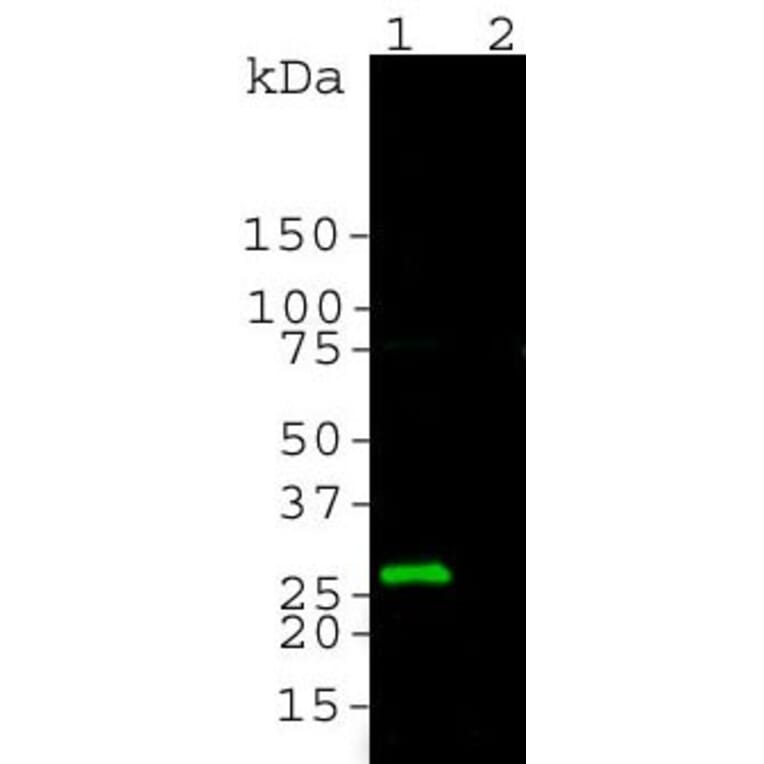 Western Blot - Anti-GFP Antibody (A85301) - Antibodies.com