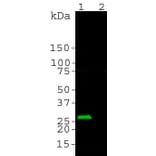 Western Blot - Anti-GFP Antibody (A85301) - Antibodies.com