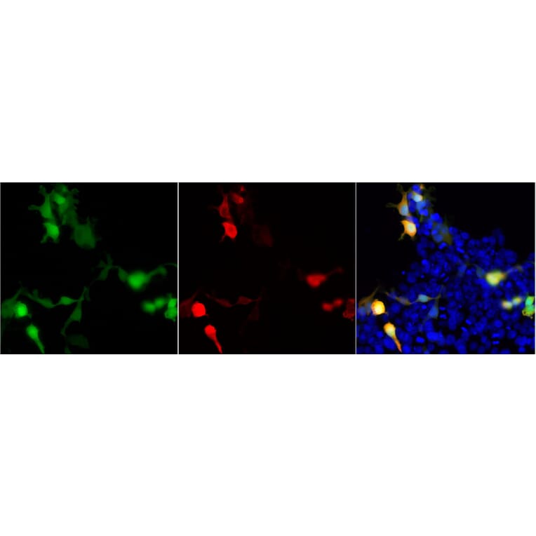 Immunofluorescence - Anti-GFP Antibody (A85303) - Antibodies.com