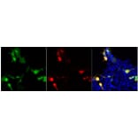 Immunofluorescence - Anti-GFP Antibody (A85303) - Antibodies.com