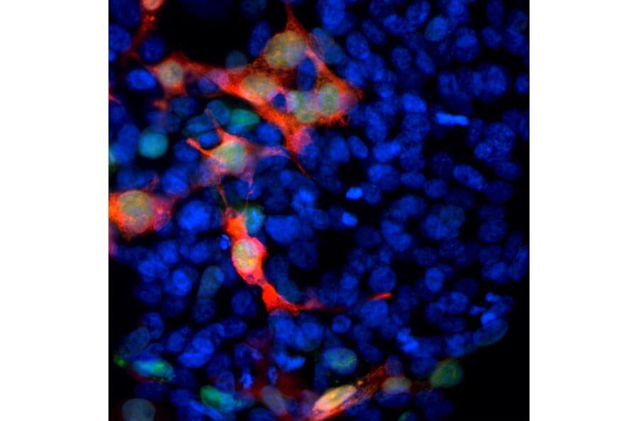 Immunofluorescence - Anti-GFP Antibody [3B11] (A85303) - Antibodies.com