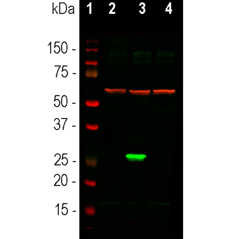 Western Blot - Anti-GFP Antibody [3B11] (A85303) - Antibodies.com