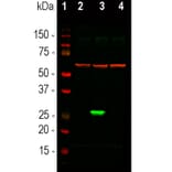 Western Blot - Anti-GFP Antibody [3B11] (A85303) - Antibodies.com