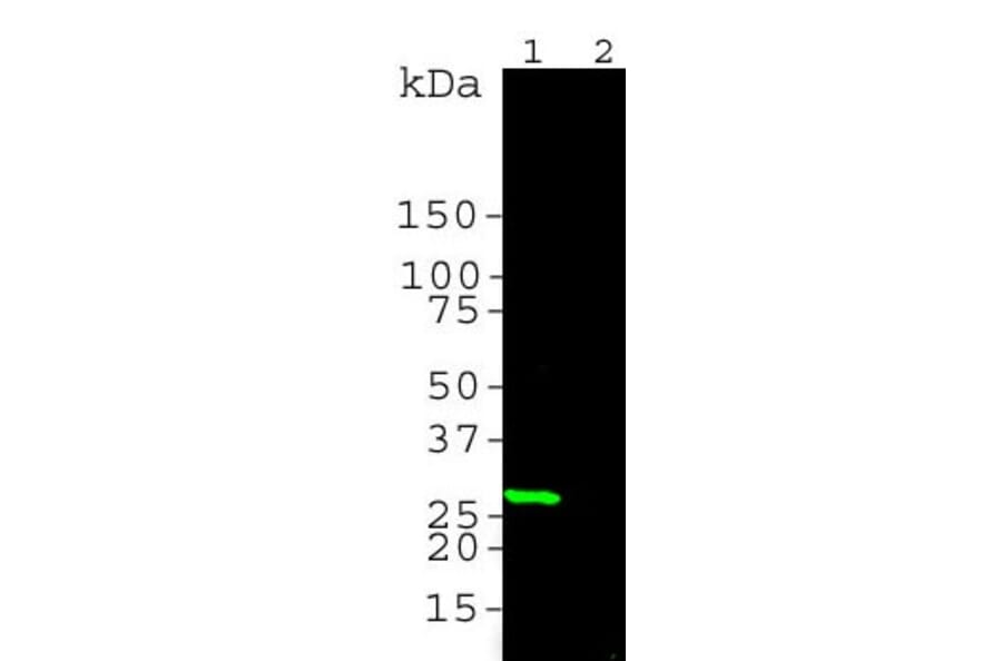 Western Blot - Anti-GFP Antibody (A85303) - Antibodies.com