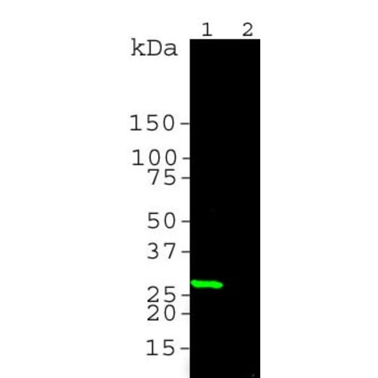 Western Blot - Anti-GFP Antibody (A85303) - Antibodies.com
